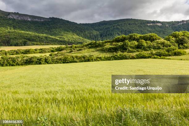 cereal fields and forests - spanish basque country ストックフォトと画像