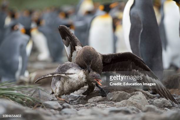 Brown Skua, Stercorarius antarcticus, attacking a Gentoo Penguin, Pygoscelis papua, chick that has wandered into a King Penguin colony at...