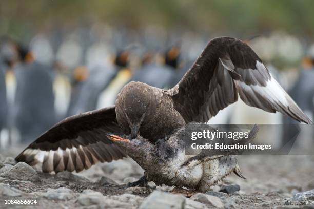 Brown Skua, Stercorarius antarcticus, attacking a Gentoo Penguin, Pygoscelis papua, chick that has wandered into a King Penguin colony at...