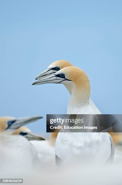 Australasian Gannet, Morus serrator, pair at Cape Kidnappers colony on North Island New Zealand.