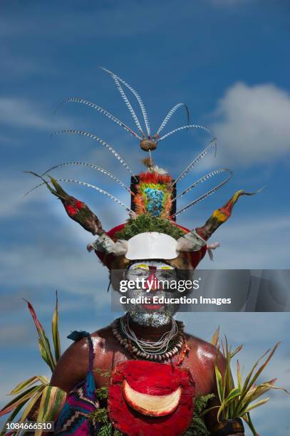 Tribal performer Western Highlands Papua New Guinea performing at a Sing-sing, Hagen Show Western Highlands, Papua New Guinea.