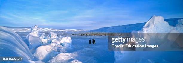 Emperor Penguin, Aptenodytes forsteri, colony, Dawson Lambton Glacier, Weddell Sea, Antarctica.