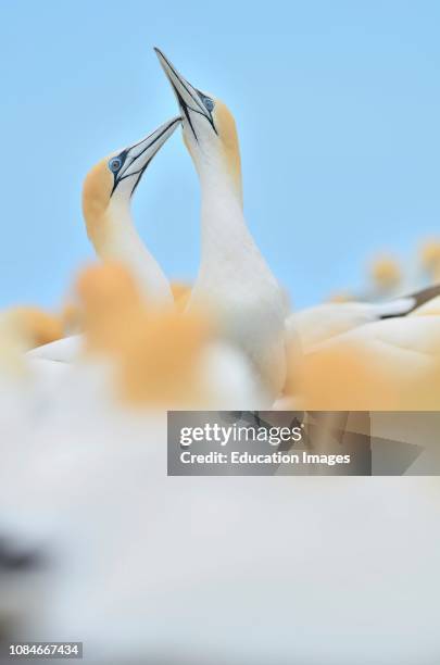 Australasian Gannet, Morus serrator, pair in courtship ritual at breeding colony Cape Kidnappers New Zealand.