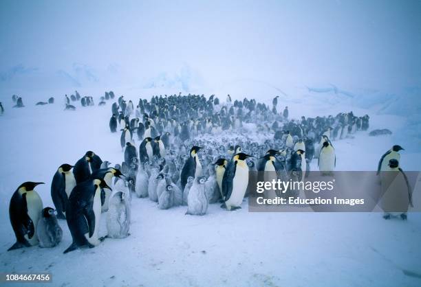 Emperor Penguins, Aptenodytes forsteri, young huddling together to form a creche to keep warm, during storm, Dawson Lambton Glacier, Weddell Sea,...