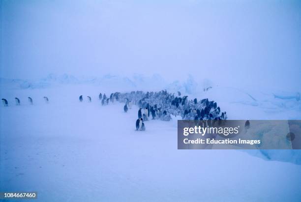 Emperor Penguins, Aptenodytes forsteri, young huddling together to form a creche to keep warm, during storm, Dawson Lambton Glacier, Weddell Sea,...