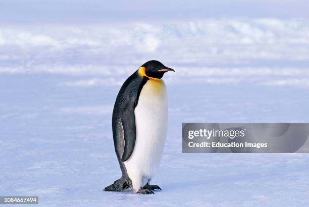 Emperor Penguins, Aptenodytes forsteri, Weddell Sea, Antarctica.