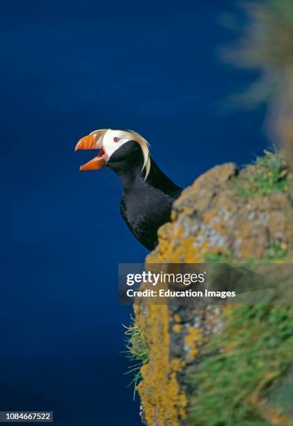 Tufted Puffin, Lunda cirrhata, on cliff top, St Paul Island, Pribilof Islands, Bering Sea, Alaska.