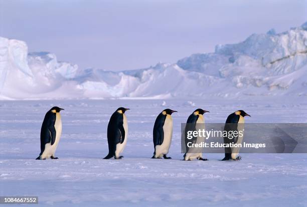 Emperor Penguins, Aptenodytes forsteri, walking across the sea ice of the Weddell Sea, returning to Dawson-Lambton Glacier colony after fishing trip,...