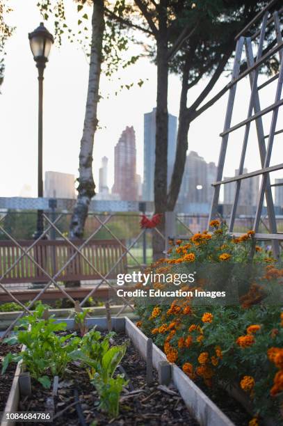 Urban community garden plot.