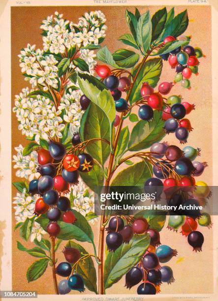 Improved Dwarf Juneberry, Chromolithograph, HM Wall, Mayflower Publishing Co, 1892.