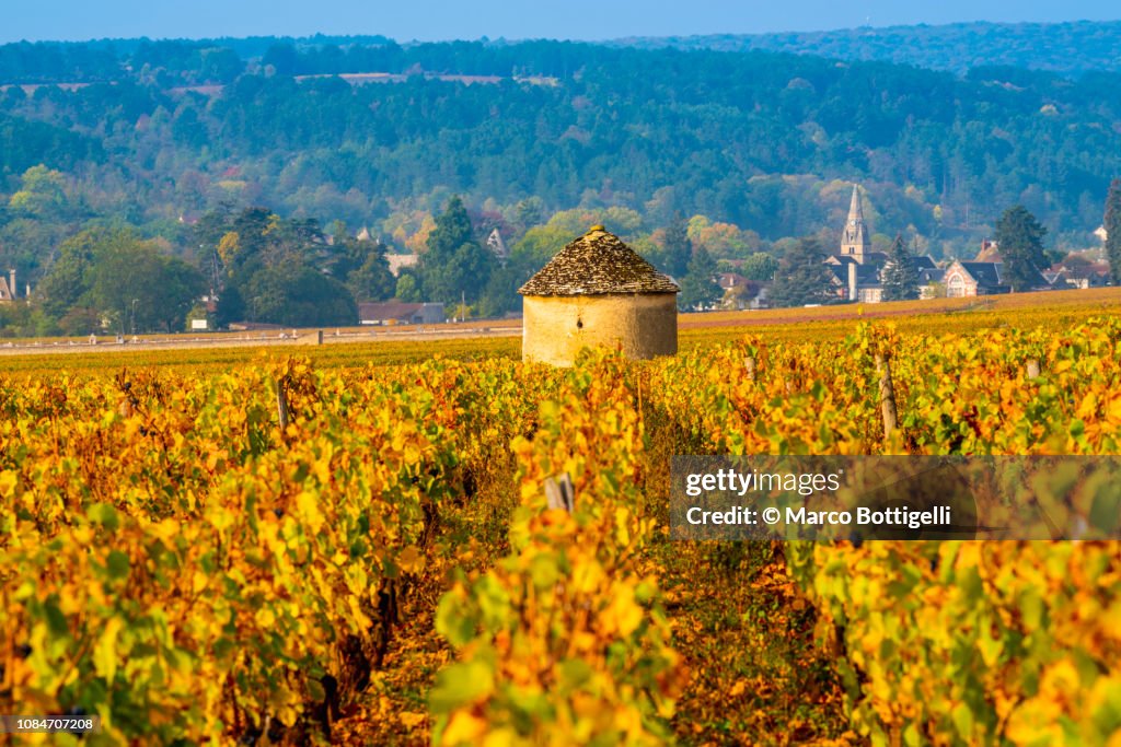 Vineyard of the Cote-d'Or, Burgundy, France
