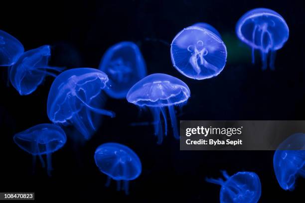 moon jellyfish suspended in dark water - moon jellyfish stock pictures, royalty-free photos & images