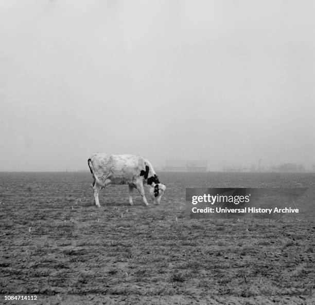 Cow Trying to Graze on Windswept Pasture of Farm, Ford County, Kansas, USA, Arthur Rothstein, Farm Security Administration, March 1936.