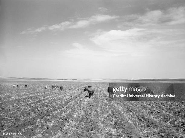 Cattle Turned Loose to Graze in Corn field already Ruined by Drought and Grasshopper Plague, near Carson, North Dakota, USA, Arthur Rothstein, Farm...