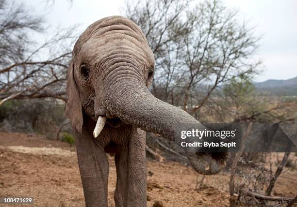 young male elephant - garden route stock-fotos und bilder