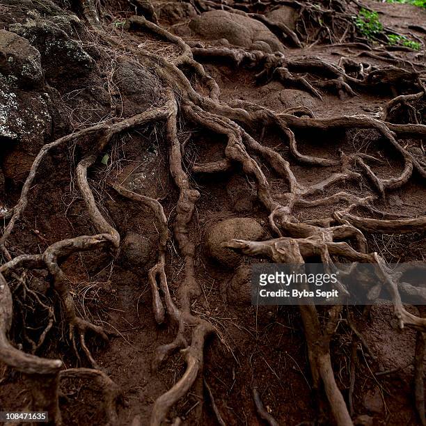 overgrown roots of a tree - roots stock pictures, royalty-free photos & images