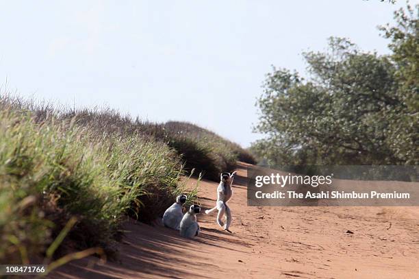 Sifakas are seen in Sisal plantation at the Berenty Private Reserve on March 13, 2009 in Madagascar.