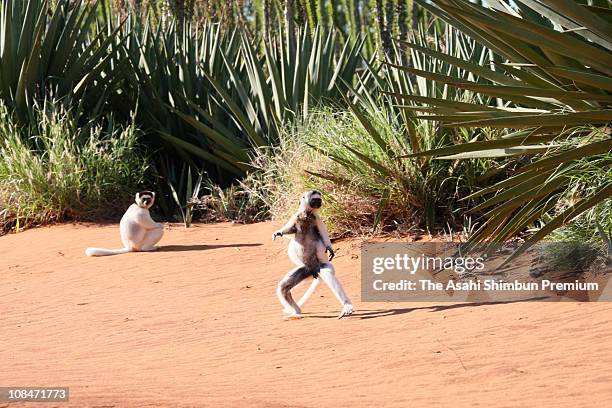Sifakas are seen in Sisal plantation at the Berenty Private Reserve on March 13, 2009 in Madagascar.