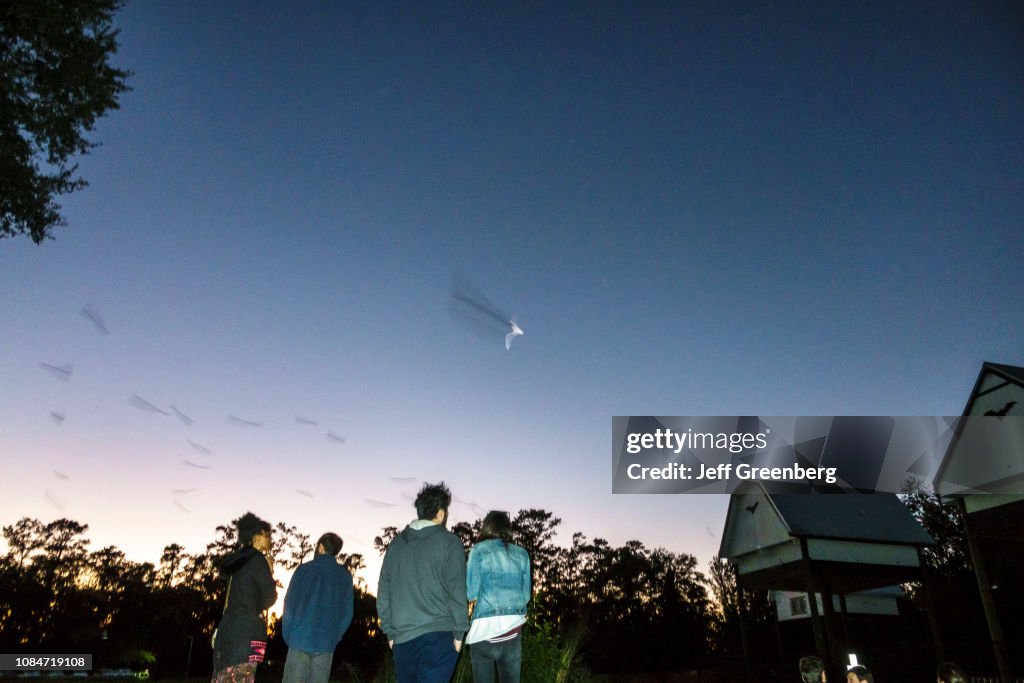 Gainesville, University of Florida, Evening cave bat flight with spectators