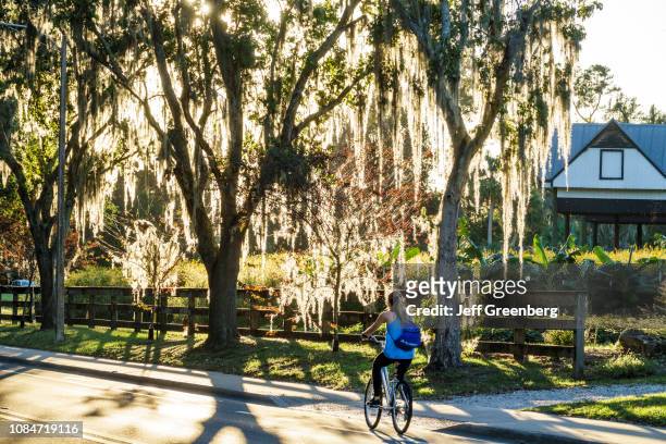 University of Florida, biker on Museum Road trees with Spanish moss.