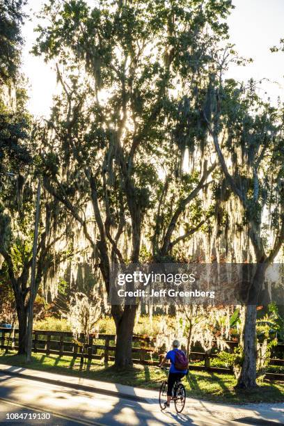 University of Florida, biker on Museum Road trees with Spanish moss.
