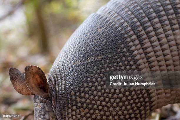 armadillo - tatu - fotografias e filmes do acervo