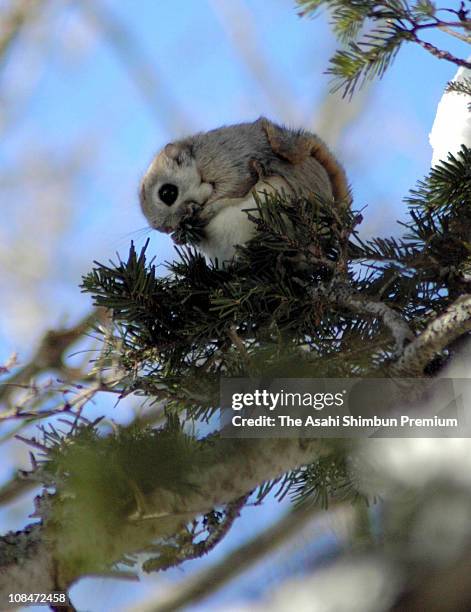 Japanese dwarf flying squirrel is seen sitting on a branch of a pine tree on February 28, 2005 in Rausu, Hokkaido, Japan.