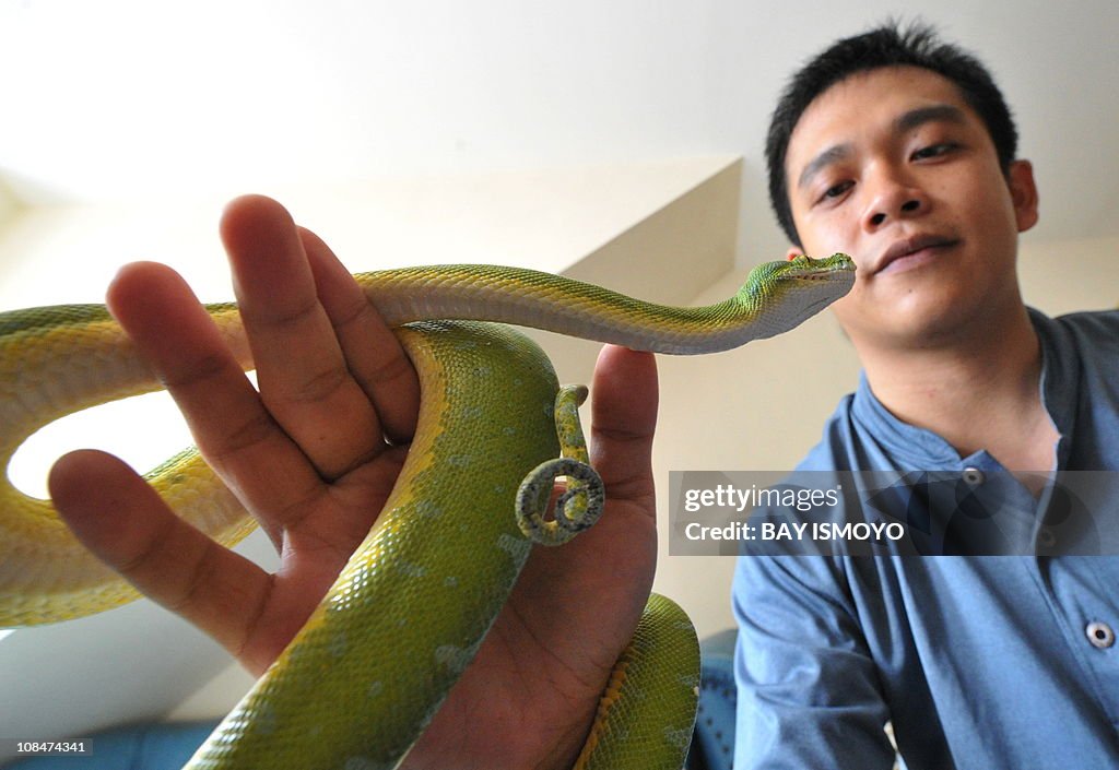 Philippino Python Filipino snake owner Wawan plays his green tree python , Condro in ...