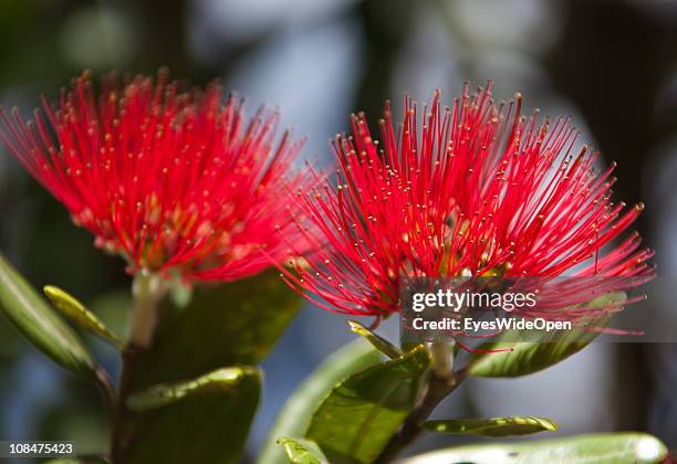 The beautiful flower Pohutukawa on November 27, 2010 in Coromandel, Coromandel Peninsula, New Zealand North Island.