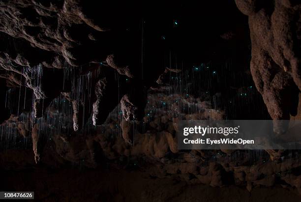 Waitomo Glowworm cave on December 07, 2010 in Waitomo, North Island, New Zealand.