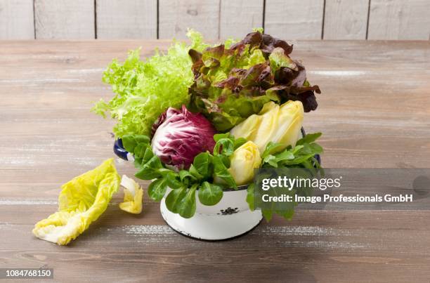 assorted lettuces - krulandijvie stockfoto's en -beelden