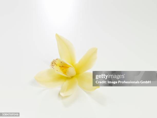 vanilla blossom on a white background - orquídea planifolia fotografías e imágenes de stock