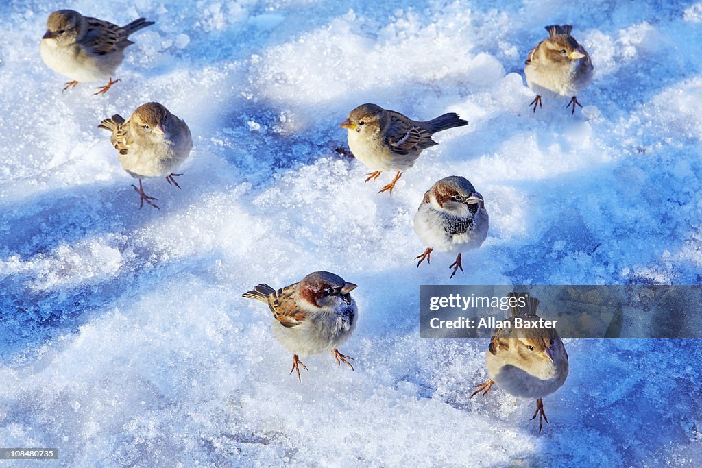 Sparrows