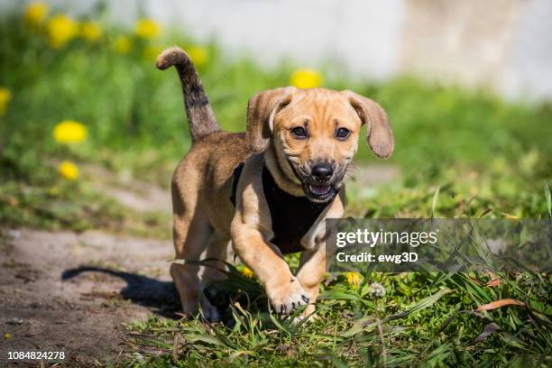 kleiner hund - erste schritte in der wiese - pomorskie province stock-fotos und bilder