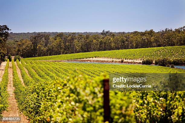 vineyard - australia winery stock pictures, royalty-free photos & images