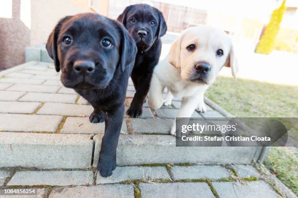 labrador puppies - três animais imagens e fotografias de stock