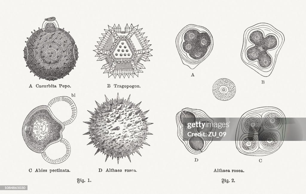 Pollen, wood engravings, published in 1897
