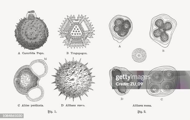 pollen, wood engravings, published in 1897 - pollen stock illustrations