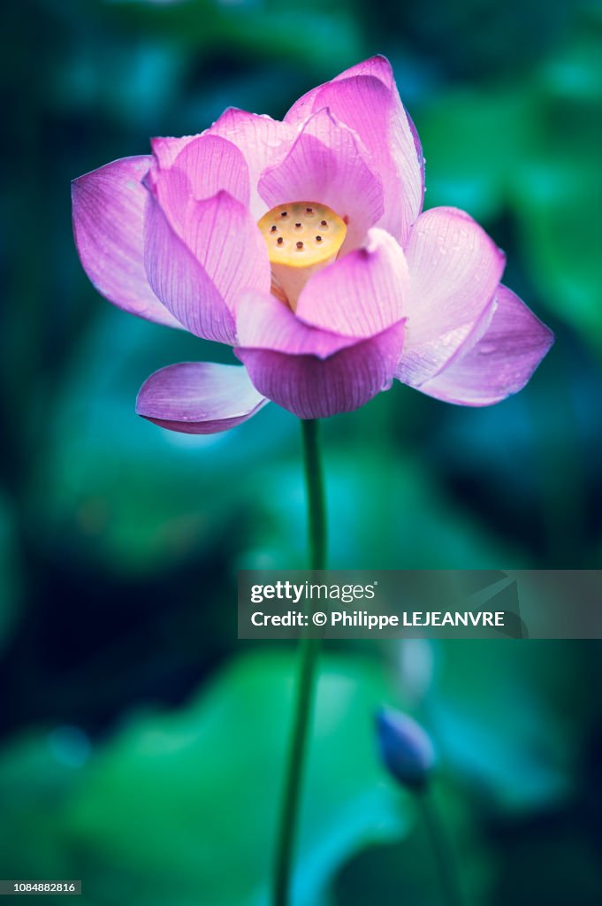 Pink lotus water lily flower close-up