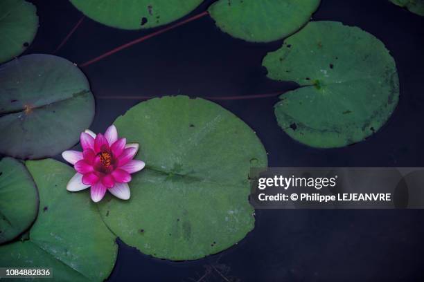 purple lotus water lily flower close-up in a pond - nenúfar imagens e fotografias de stock