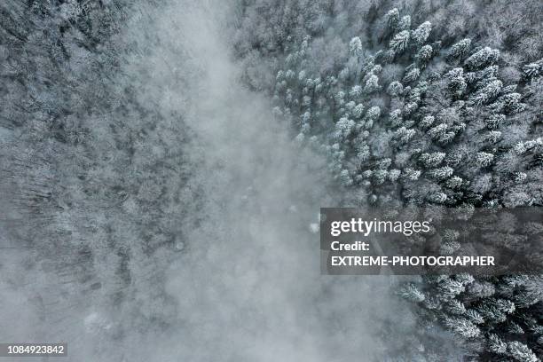 wunderschöne idyllische landschaft mit immergrüner baum wald im winter mit schnee bedeckt - evergreen forest stock-fotos und bilder