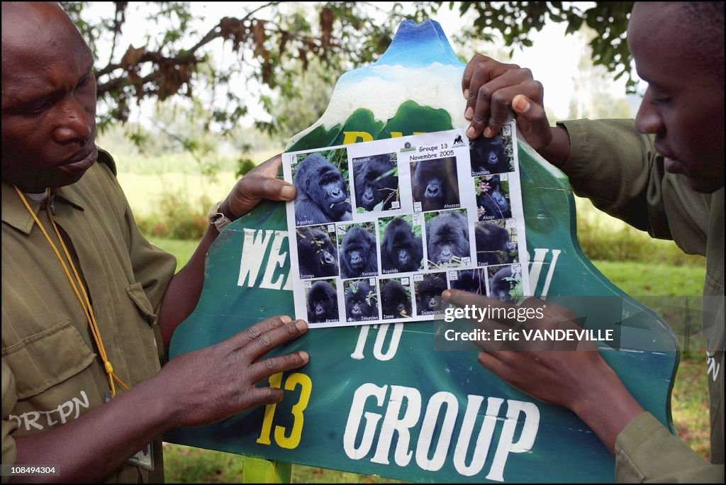 20 years after the death of Dian Fossey, Rwanda Gorillas live in peace.