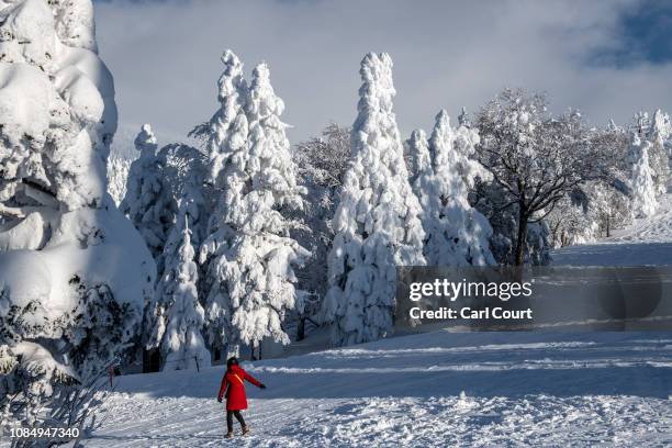 Tourist walks past strangely shaped, snow covered trees, nicknamed "snow monsters" on January 19, 2019 on Mount Zao near Yamagata, Japan. Mount Zao,...