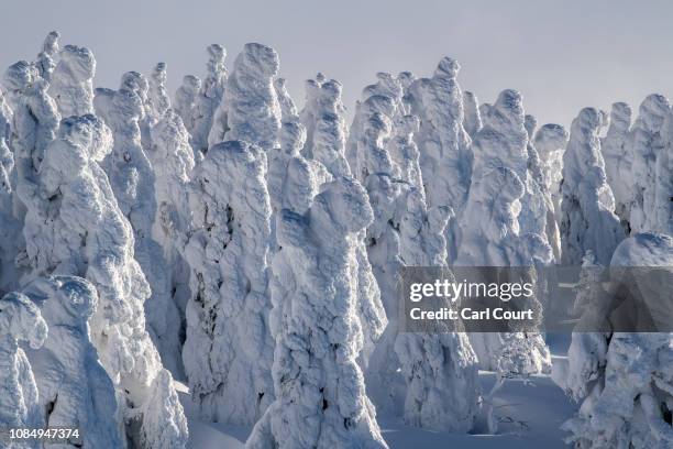 Strangely shaped, snow covered trees, nicknamed "snow monsters" cover the slopes of Mount Zao on January 19, 2019 near Yamagata, Japan. Mount Zao, a...