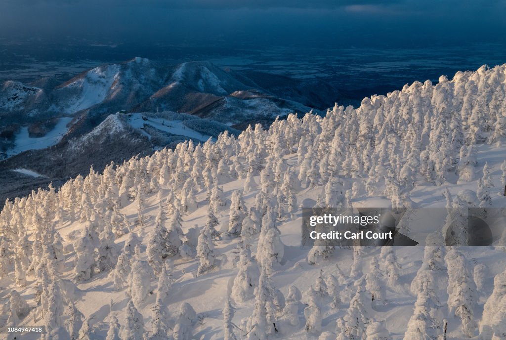 The Snow Monsters Of Mount Zao