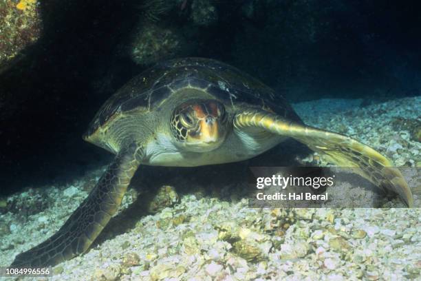 48 Green Sea Turtle Hal Beral Stock Photos, High-Res Pictures, and ...