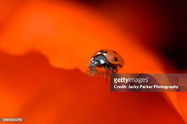 close-up image of the 7-spot ladybird insect - coccinella septempunctata resting on a vibrant red poppy petal - soltanto un animale foto e immagini stock
