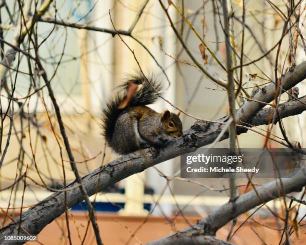 squirrel on a branch - sheedy stock pictures, royalty-free photos & images