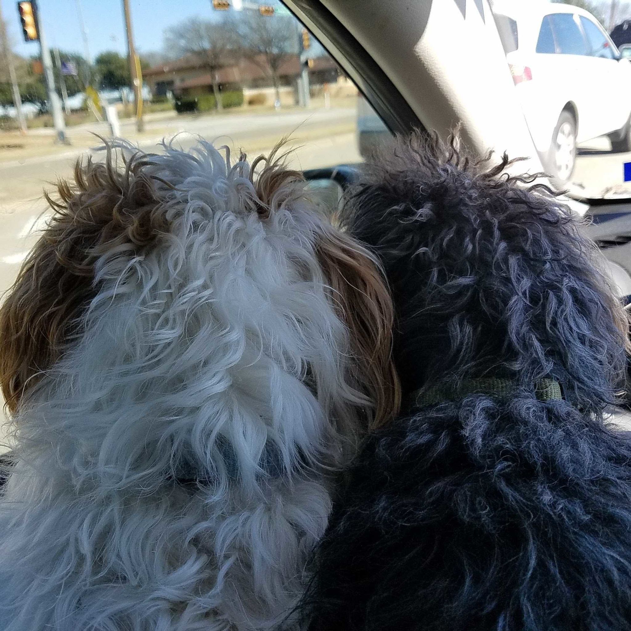 dog grooming dallas