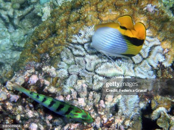 double-saddle (saddleback) butterfly fish (chaetodon falcula) and six-bar wrasse (thalassoma hardwicke) - pacific double saddle butterflyfish stock pictures, royalty-free photos & images